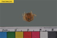 藏品(短指和尚蟹)的圖片